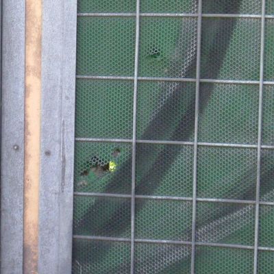 Siatka nie wytrzymała na uszkodzenie mechaniczne