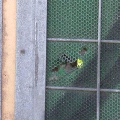 Siatka nie wytrzymała na uszkodzenie mechaniczne