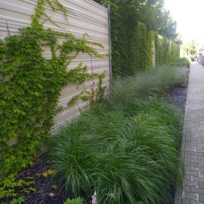 Zielone ogrodzenie akustyczne z pnączami